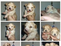 Dişi ve erkek 20 günlük rezerve açık bebiş maltipoo köpekler