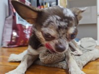 Chihuahua (şivava) süper eğitimli insan sever