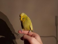 Show Jumbo muhabbet kuşu erkek