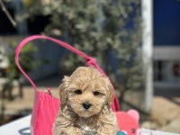 MİNİ MALTİPOO YAVRULARIMIZ
