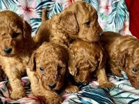 Toy Poodle Irk Garantili Yavrular