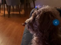 5 aylık erkek maltipoo