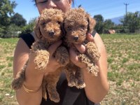 Red sağlık ve ırk garantili toy poodle yavrularım