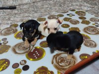 Sıfır boy orjinal saf kan PINSCHER yavrularımız