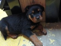 Orjinal saf rottweiler yavrusu son 1 adet kaldı