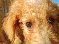 Maltipoo 3 aylık MİNNAK yavru