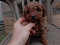 Toy poodle