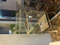 Kafesiyle birlikte 13 aylık geveze lori uygun fiyata