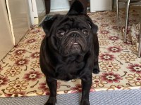Ücretsiz Sahiplendirme Pug Köpeği