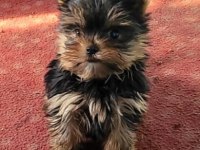 Yorkshire Terrier Yavrularımız