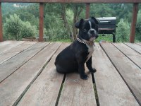 Dişi Eğitimli 60 Günlük FRENCH BULLDOG Efsane Irk!