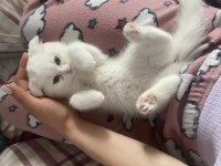 Çok güzel bakabilecek birisine kedimi sahiplendirmek