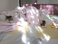 2 tane yavru kedi ücretsiz sahiplendirmek istiyorum