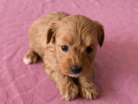 Maltipoo bebek köpeklerimiz