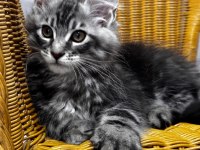 MAİNE COON DEV YAVRU KEDİLER UYGUN A VERİYORUM