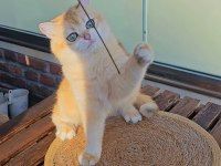 British Shorthair Golden Dişi Ny12 14 Aylık Full Şecereli
