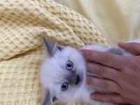 British longhair blue point