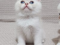 British longhair ve shorthair