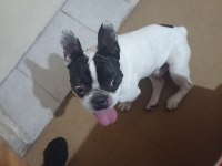 Fransız bulldog 2 yaşında yetişkin