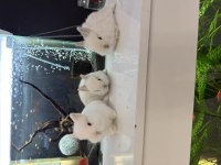 Cüce Tavşan Yavruları