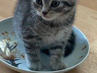 Scottish Fold Yavrumuza Yuva Arıyoruz
