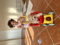 2,5 aylık Dişi Maltipoo Terrier