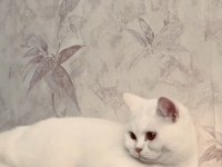 British shorthair pamuk yeni sahibini arıyor