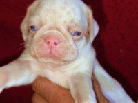 Egzotik Renk Pug Mops Köpekler