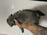 BLUE FRENCH BULLDOG