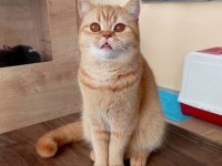 Yetişkin British Shorthair Red Kısır Dişi