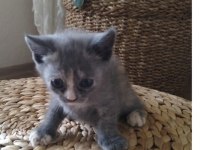 Kedilerimiz ücretsiz sahiplendirilecek