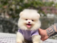 Pomeranian boo 2.5 aylık dişi erkek