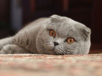 Scottish fold kızımıza yuva