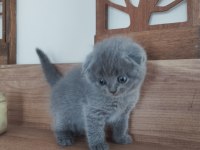 Orjinal ırkta, nadir bulunan bir cins scottish longhair