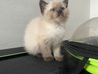 İkiz kedi dişi ve erkek