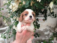 Irk garantili cavalier king charles yavrular