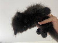 2 aylık british longhair