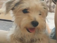 6 aylık erkek yorkshire terrier