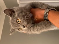 British shorthair yavrularımız