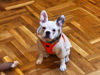 Eğitimli aşılı french bulldog