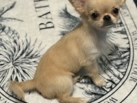 Chihuahua 4 aylık