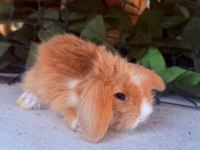 SAFKAN HOLLANDA TEDDY LOP TAVŞANLARI