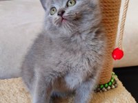 ŞEKERİLİNKOO YAVRU KEDİMİZ