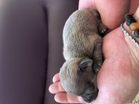 Orjinal eşsiz güzellikte chihuahua yavrularımız