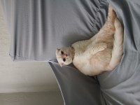 Scottish fold oğluma yuva arıyorum