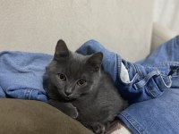Antalya Yavru British Shorthair
