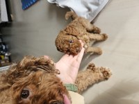 Evde bakılan minik sağlıklı poodle yavrularım