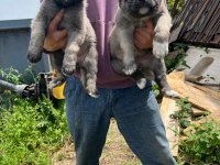 Safkan kangal