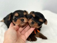 1.250 gr Yorkshire terrier yavrular uygun
