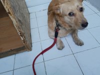 Köpeğimize Güvenilir Sahip